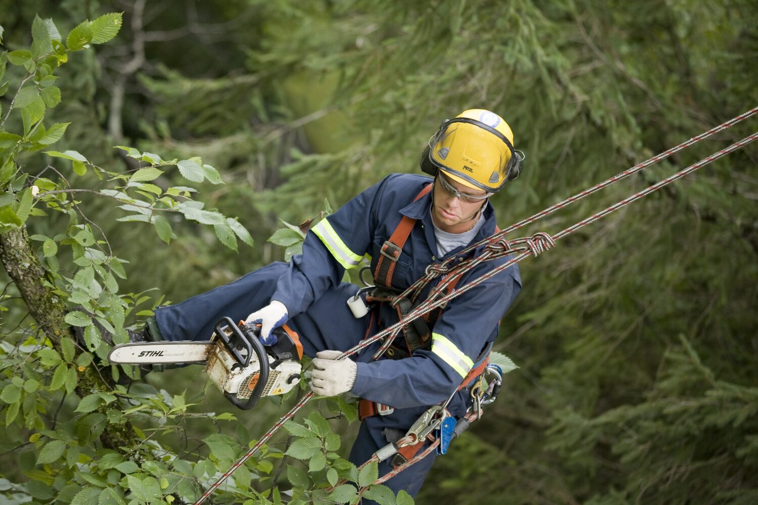 Longes d'élagage pour élagueurs professionnels, Vertical Living